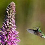 Conheça a flor exclusiva de Brasília: Lobelia brasiliensis