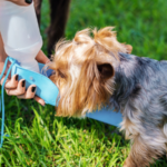  Pets no verão: especialista dá dicas para manter o bem-estar e cuidar da saúde dos animais em dias mais quentes