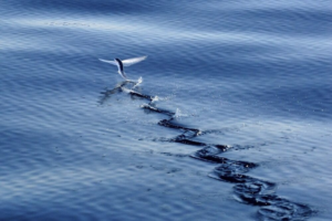 Peixe voador foge com salto impressionante