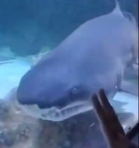 Cuidado com o tubarão!