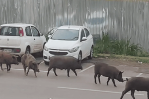 Família de porcos é vista passeando em Águas Claras