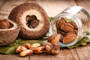 Castanha-da-Amazônia ganha sistema inédito de benchmarking e abre novas perspectivas para a bioeconomia