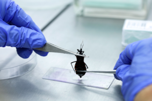 Mês de conscientização sobre a doença de Chagas alerta para cuidados e risco de contaminação