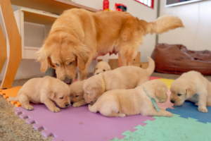 Filhotes de golden retriever iniciam jornada como futuros cães-guia no DF