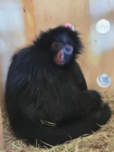 Novo macaco-aranha chega ao Zoo de Brasília e reforça preservação da espécie