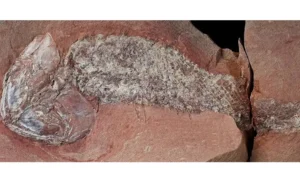 Fóssil de peixe pré-histórico é encontrado em Mato Grosso