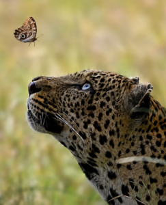 QUANDO A DELICADEZA ENCONTRA A FORÇA DA NATUREZA