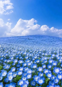 Milhões de flores azuis transformam parque no Japão em cenário que parece saído de um conto de fadas