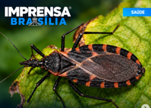 Alerta para doença de Chagas: presença de barbeiros mais que dobra em Goiânia; saiba o que fazer se encontrar o inseto no DF